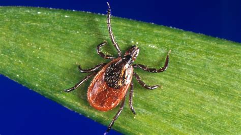What to know about tick, Lyme disease season after a mild winter